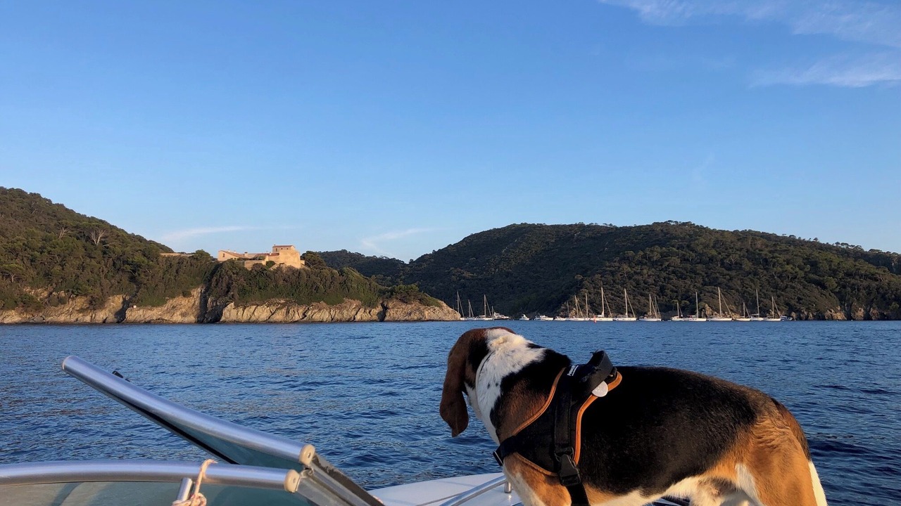 Photo of Others in Le Lavandou