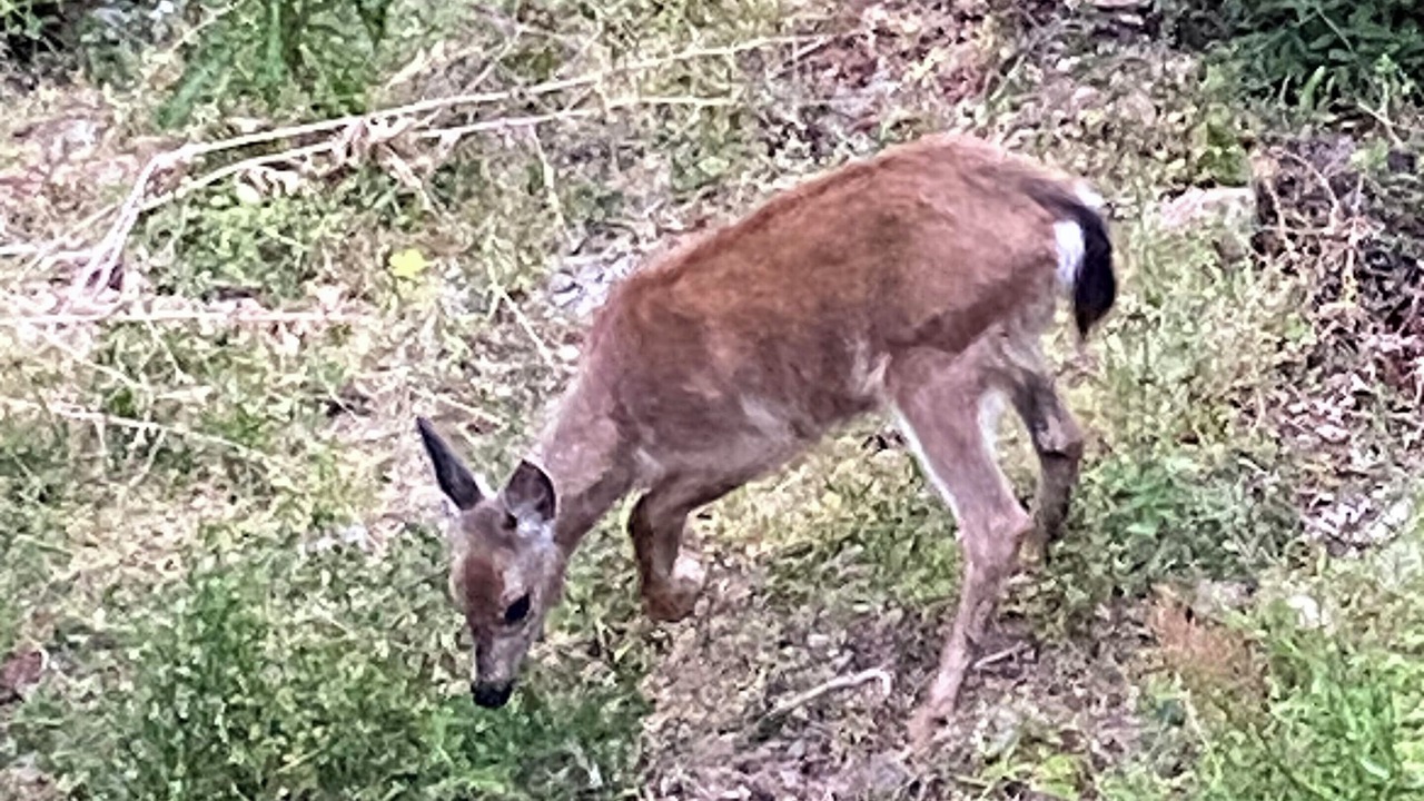Photo of Others in Anacortes
