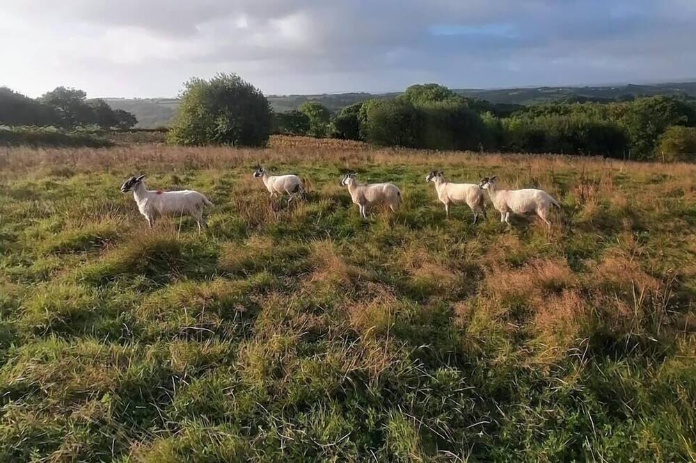 Photo of Others in Crediton