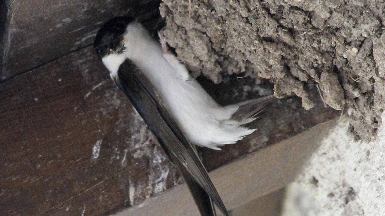 Photo of Others in Saint-Pierre-du-Champ