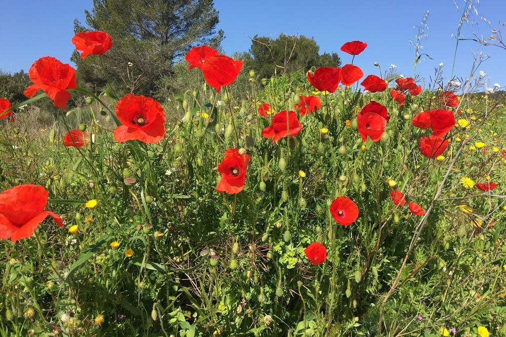Photo of Others in Lezignan-Corbieres