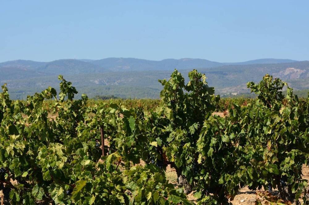 Photo of Others in Lezignan-Corbieres