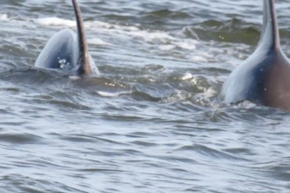 Photo of Others in Boiling Spring Lakes