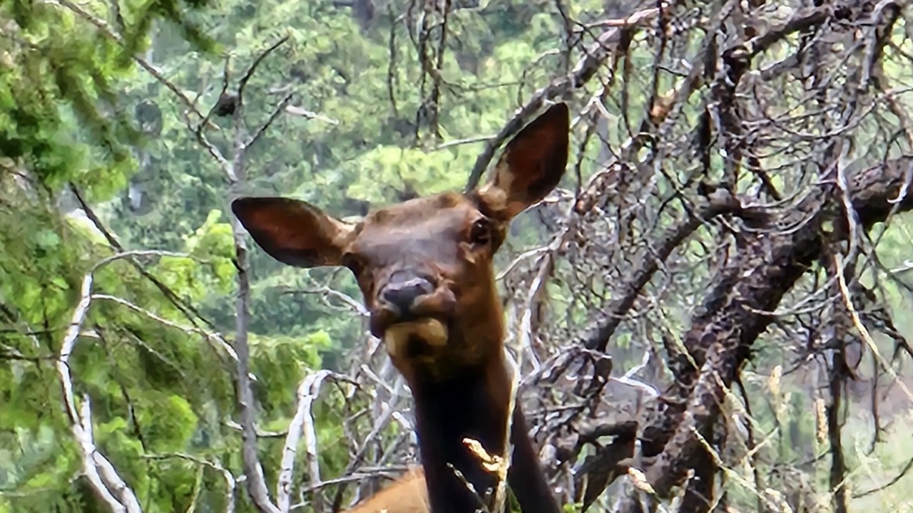 Photo of Others in Shadow Mountain