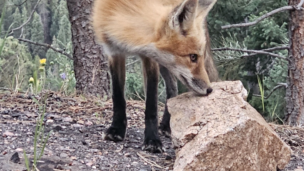 Photo of Outdoor in Shadow Mountain