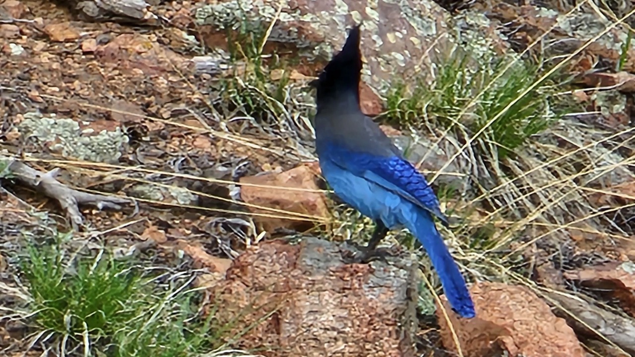 Photo of Outdoor in Shadow Mountain