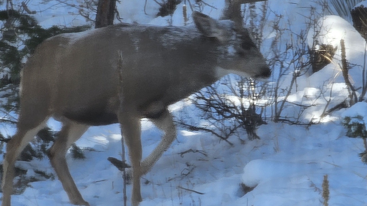 Photo of Others in Shadow Mountain