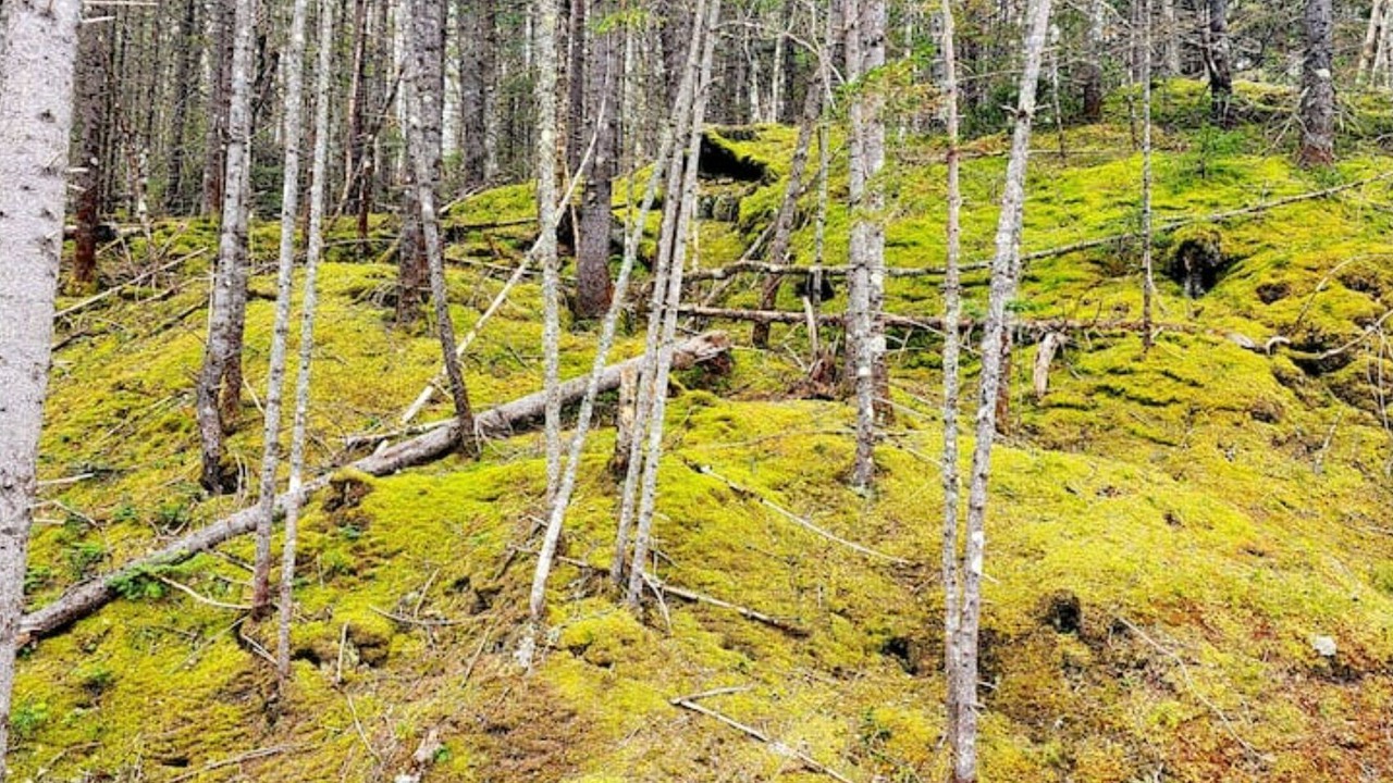 Photo of Outdoor in Lac-aux-Sables