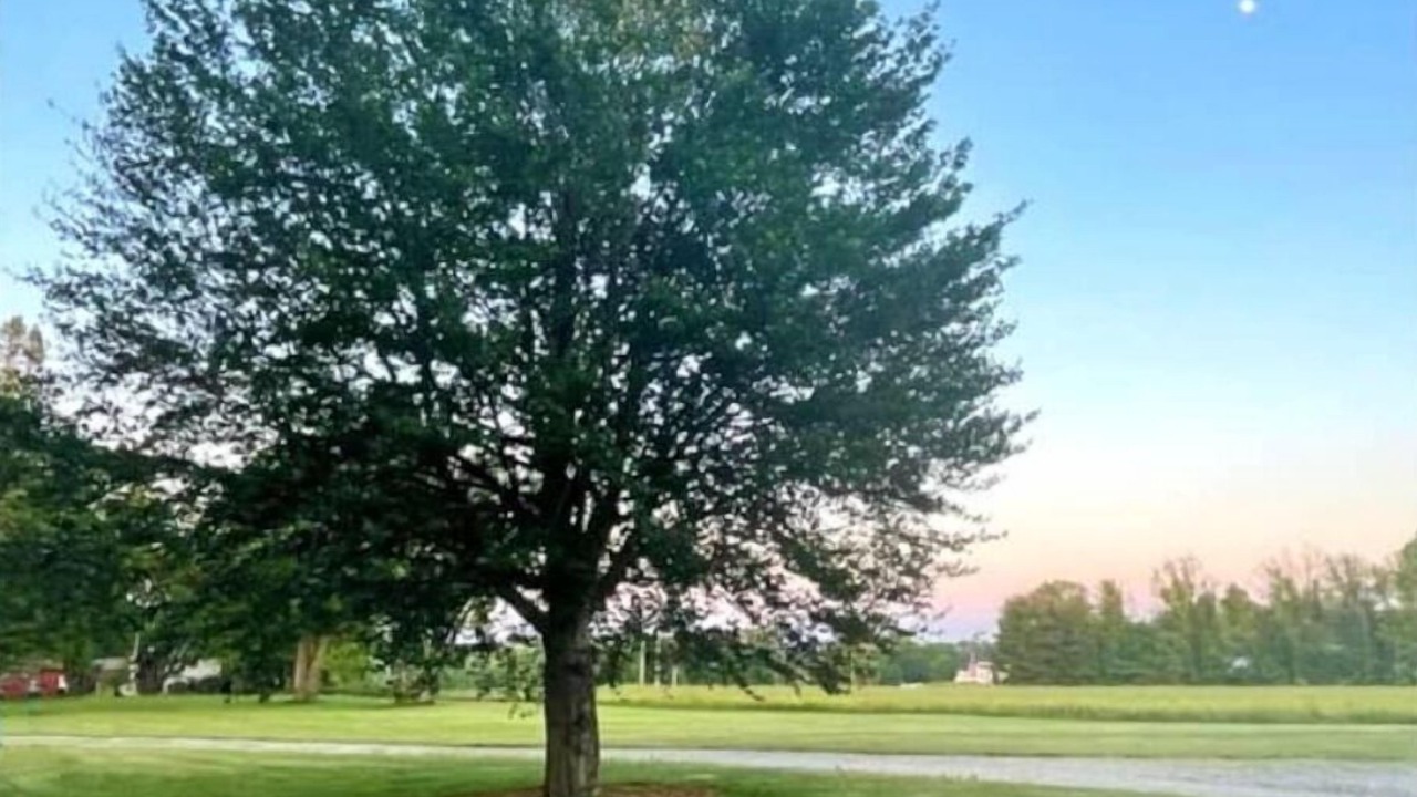 Photo of Others in Sutton