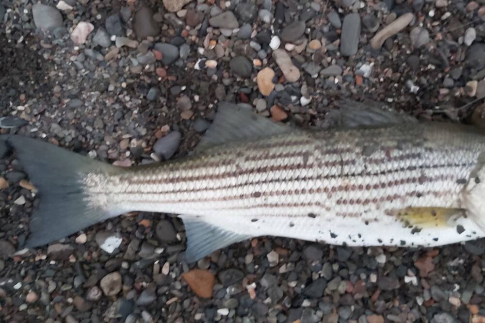 Photo of Others in Carleton-sur-Mer