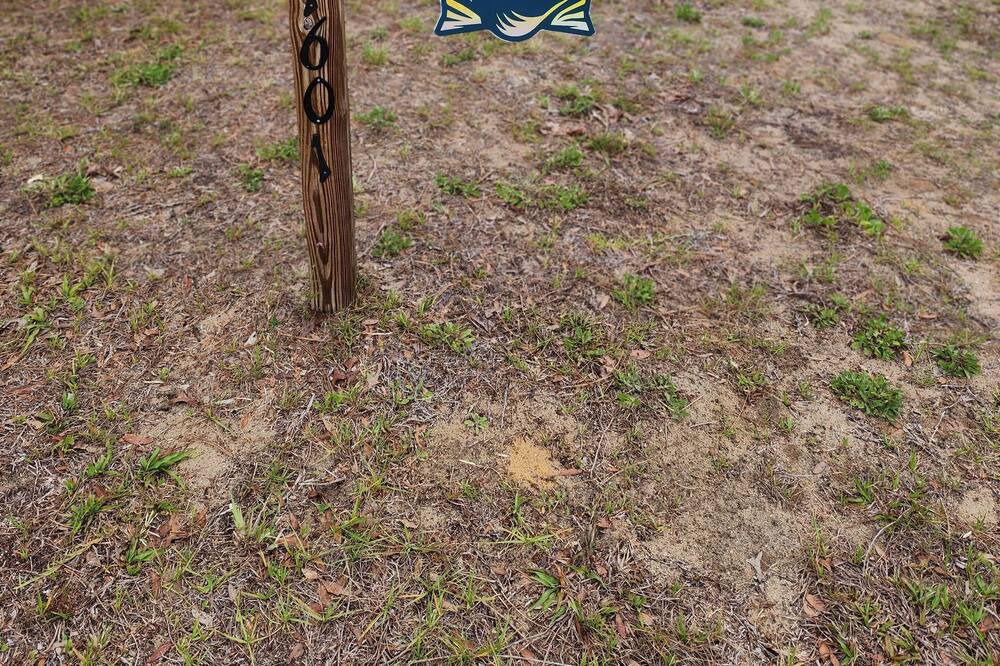 Photo of Outdoor in Steinhatchee