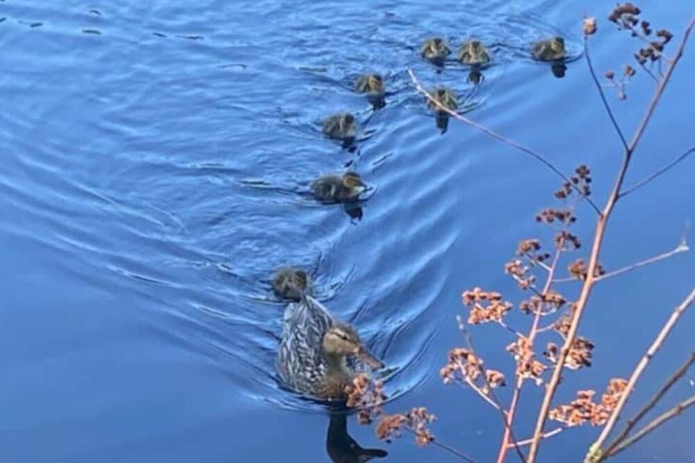 Photo of Others in Chertsey