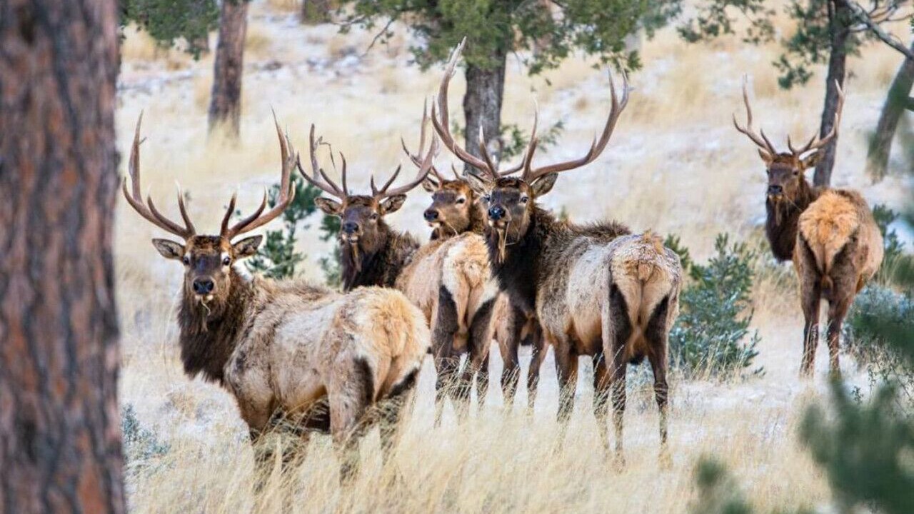 Photo of Others in Ruidoso