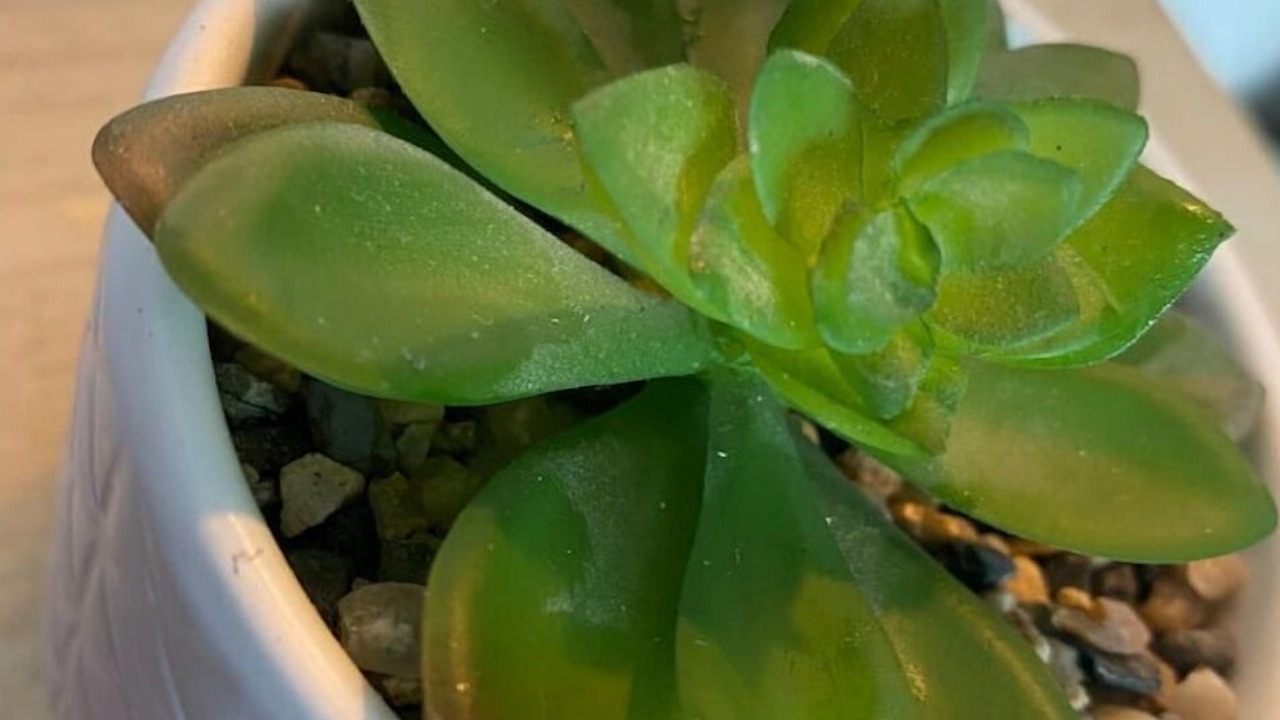 Photo of Others in Saint-Saulve