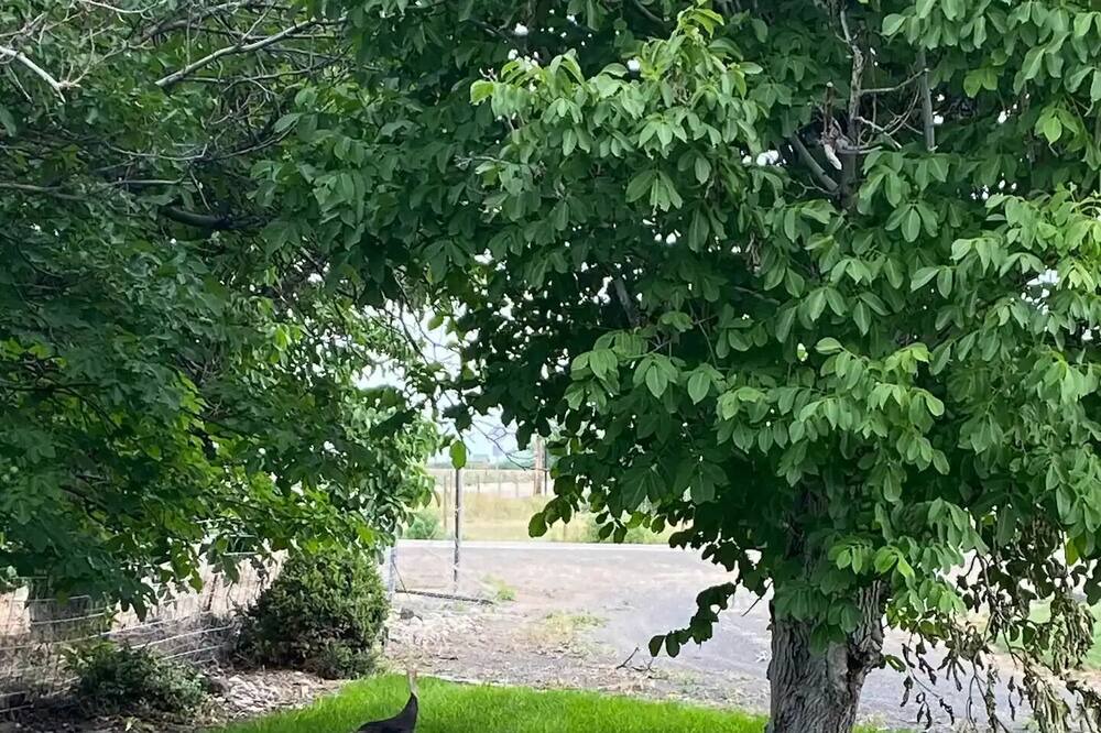 Photo of Others in Canyon County