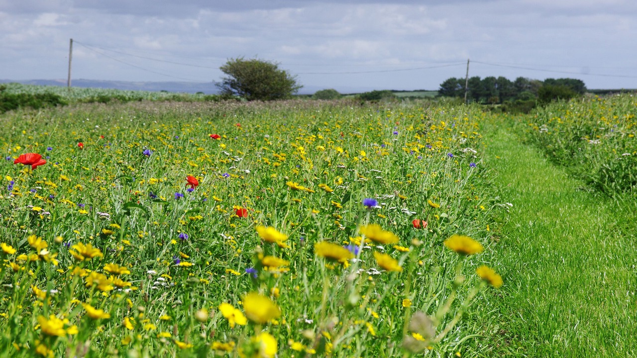 Photo of Others in Helford Passage