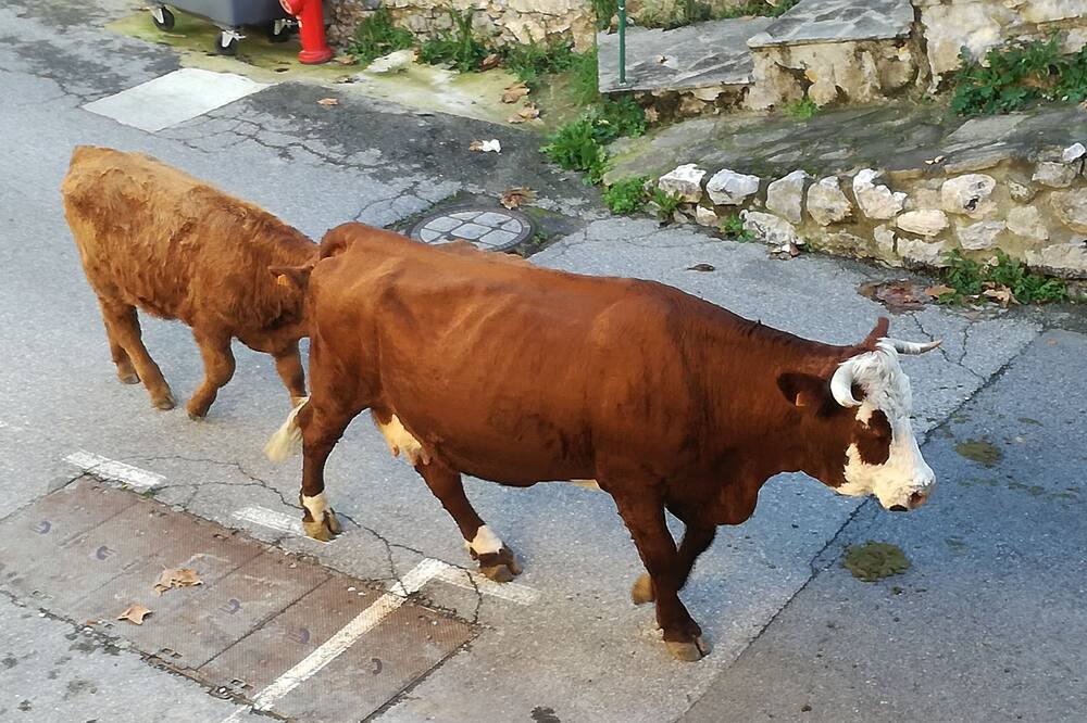 Photo of Others in La Bollene-Vesubie