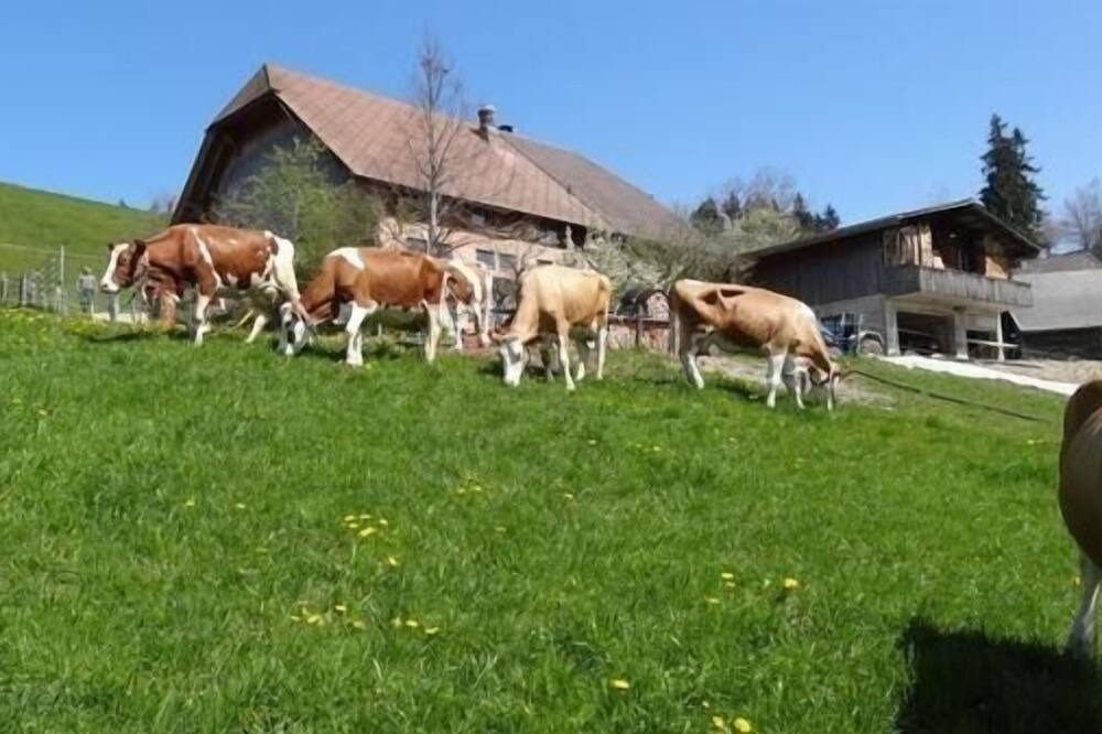 Photo of Others in Signau