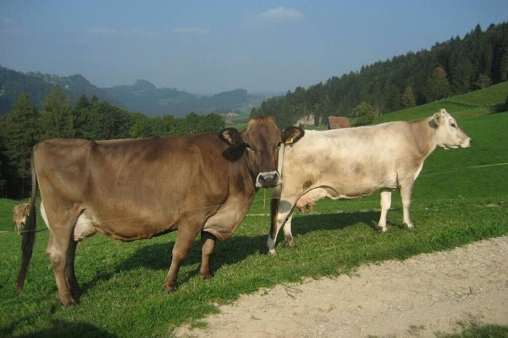 Photo of Others in Schupfheim