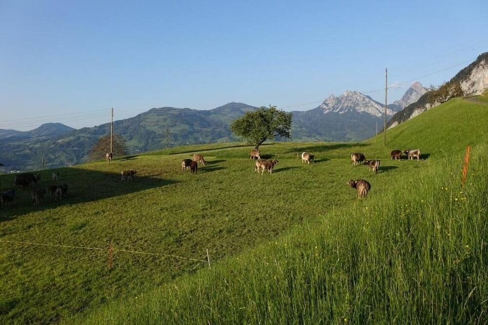 Photo of Others in Lauerz