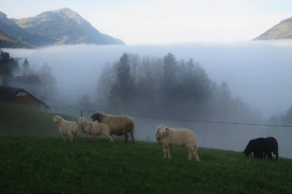 Photo of Others in Lauerz