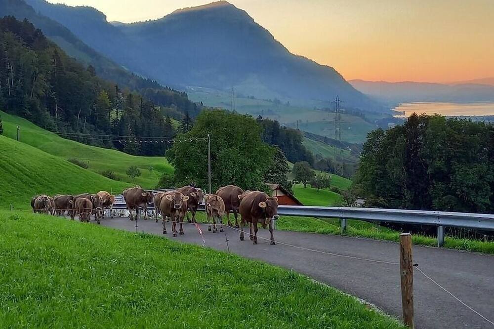 Photo of Others in Lauerz