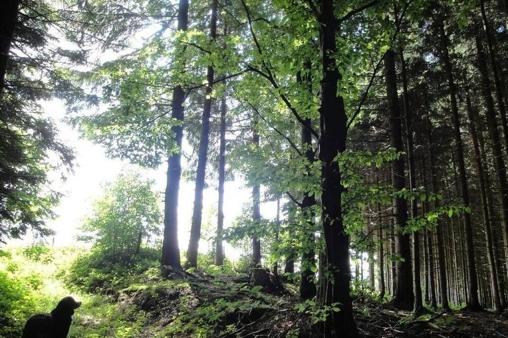 Photo of Outdoor in Gaiserwald