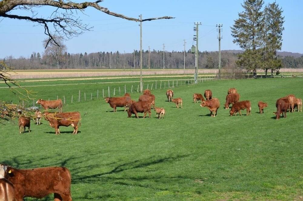 Photo of Outdoor in Haute-Ajoie