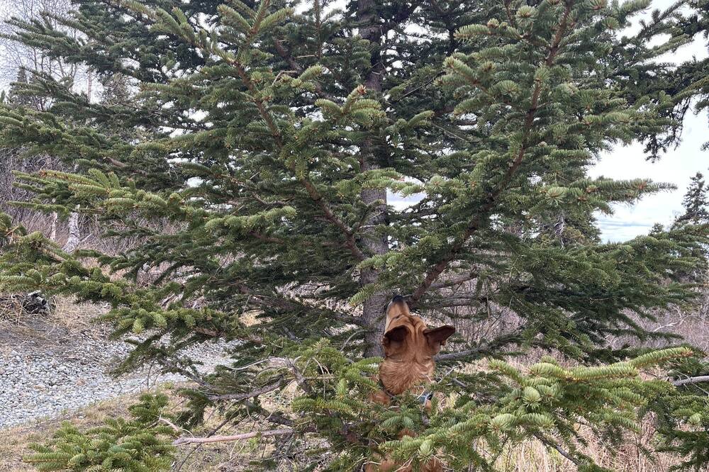 Photo of Others in Bear Valley