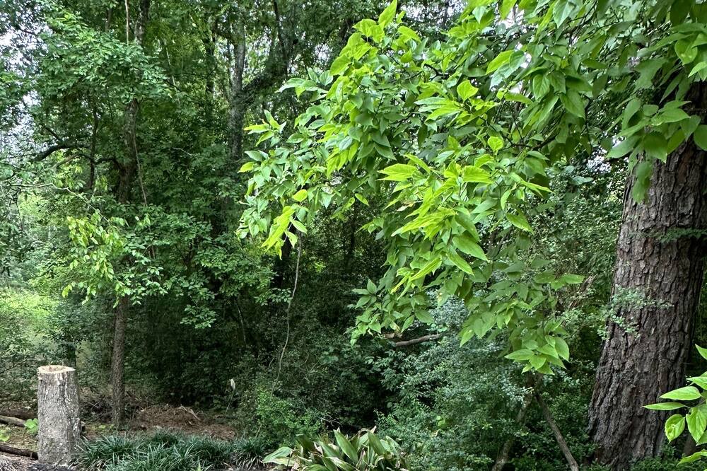 Photo of Outdoor in Lufkin