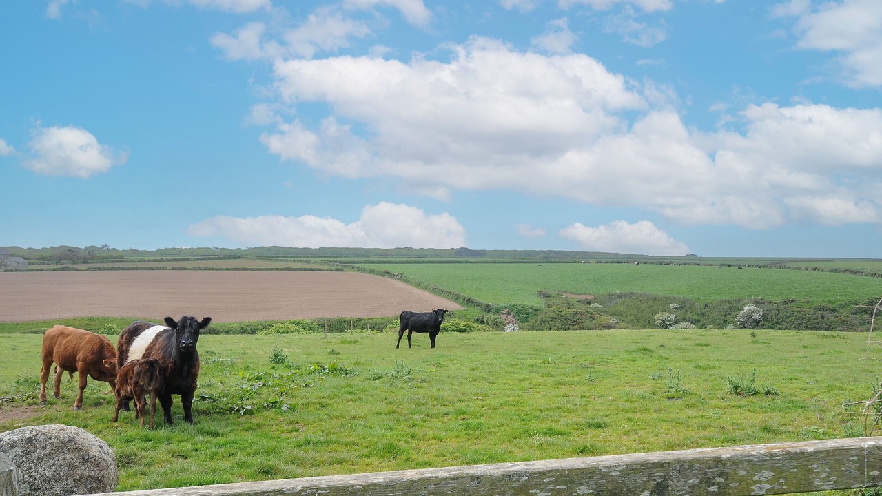 Photo of Outdoor in Camborne