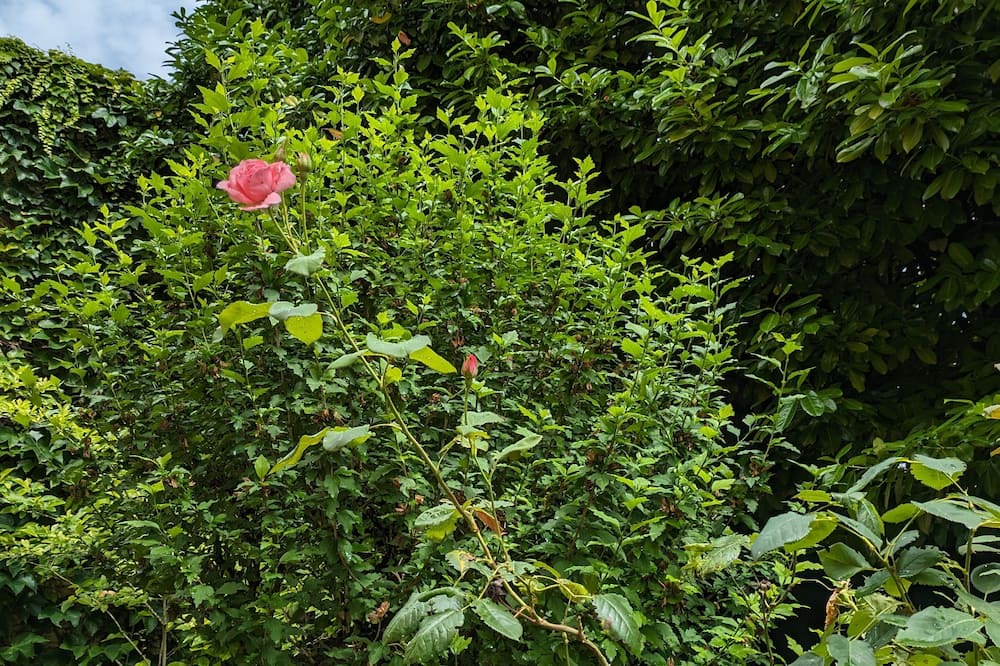 Photo of Outdoor in Verdun-sur-le-Doubs