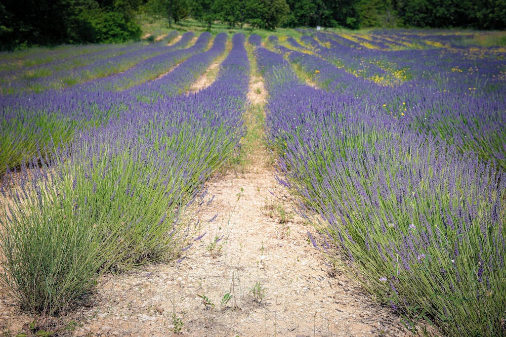 Photo of Others in Forcalquier