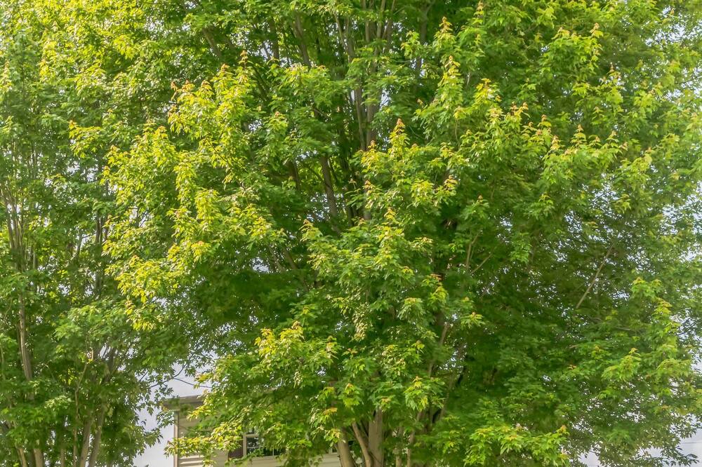 Photo of Outdoor in Kenova