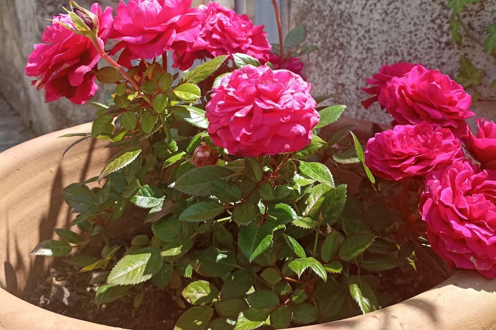 Photo of Outdoor in Allex