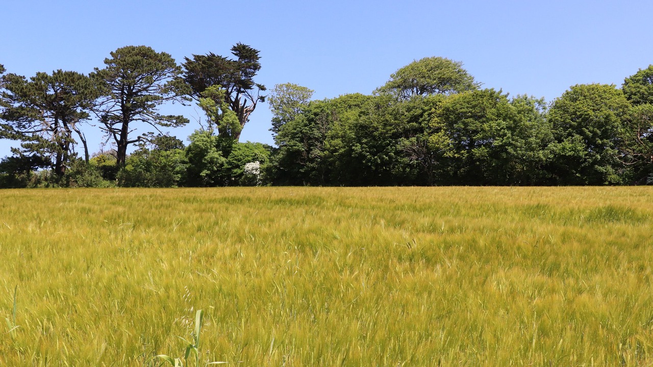 Photo of Others in Chysauster