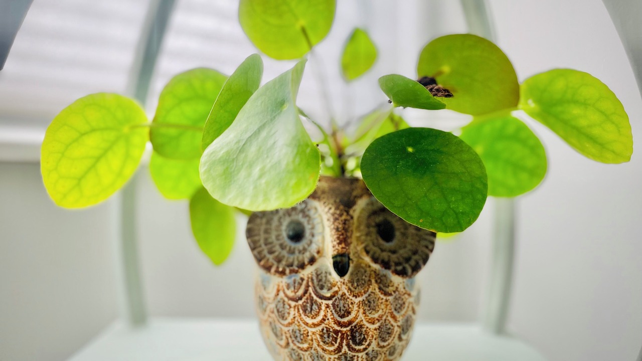 Photo of Others in Stowe Area