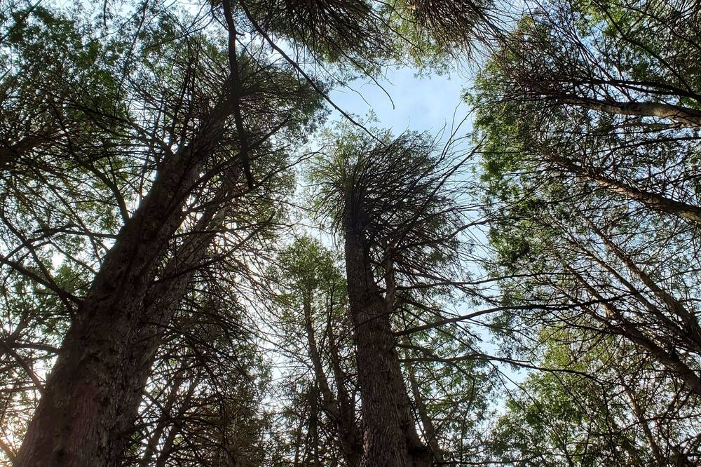 Photo of Outdoor in Tyrone