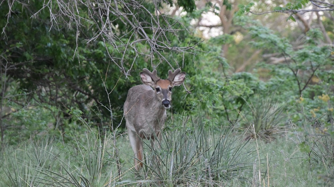 Photo of Outdoor in Ellsworth County