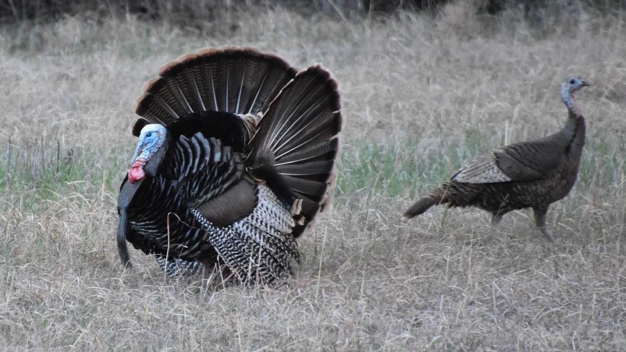 Photo of Outdoor in Ellsworth County