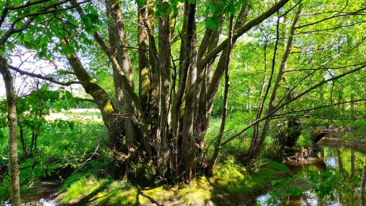 Photo of Outdoor in Saint-Didier-sur-Arroux