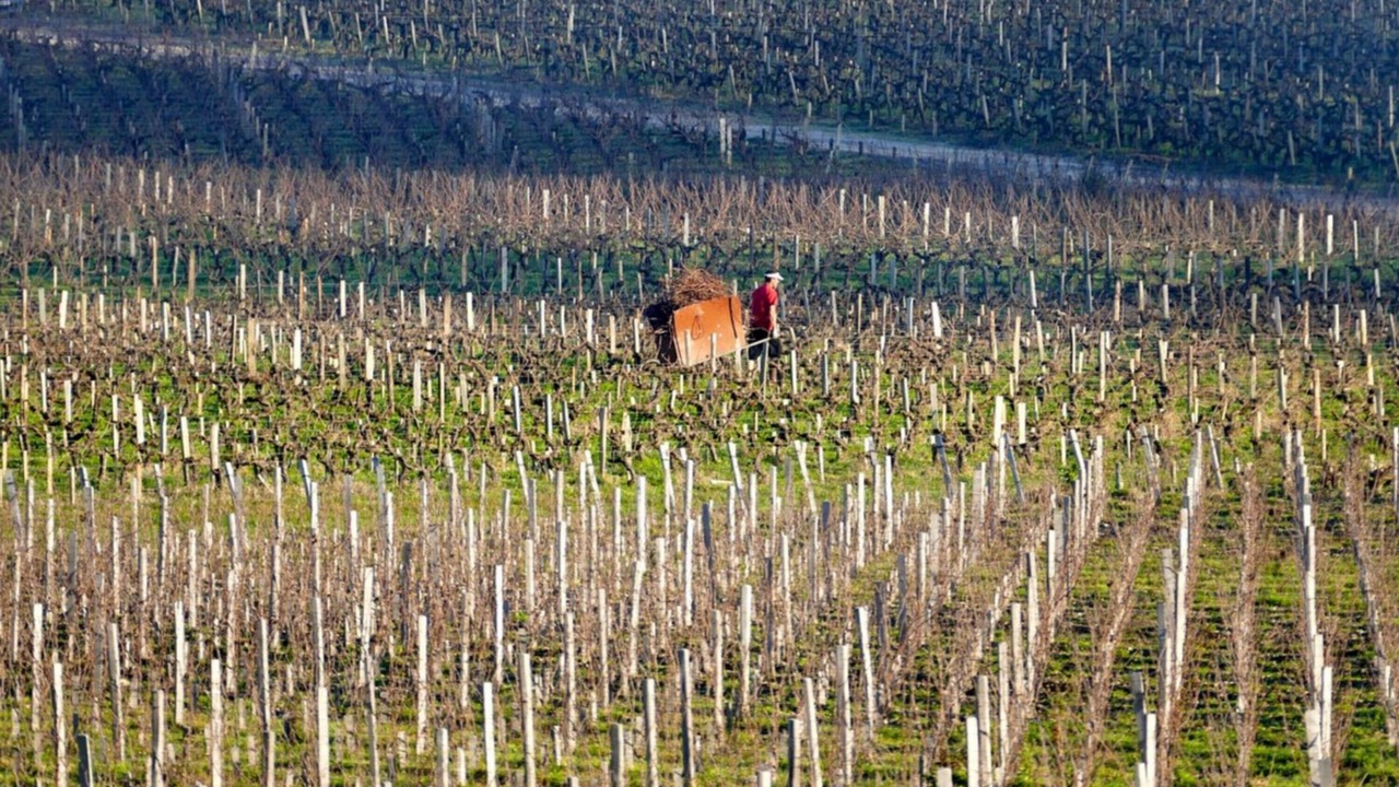 Photo of Others in Margaux