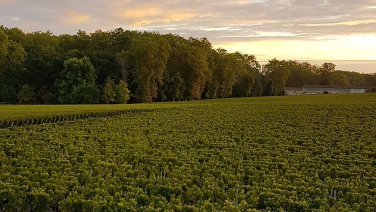 Photo of Outdoor in Margaux