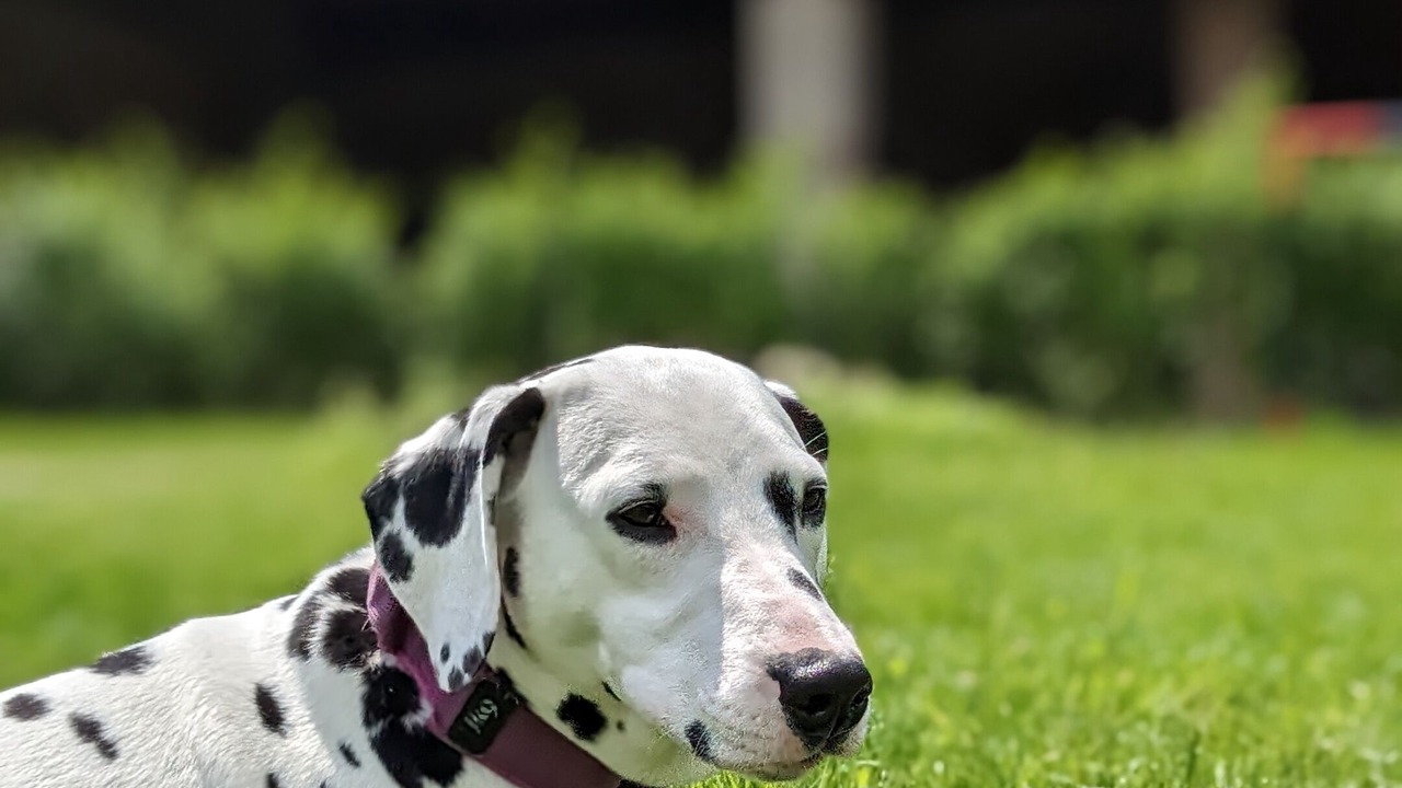 Photo of Outdoor in Fougerolles