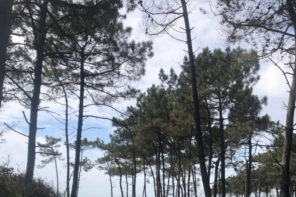 Photo of Outdoor in Arvert