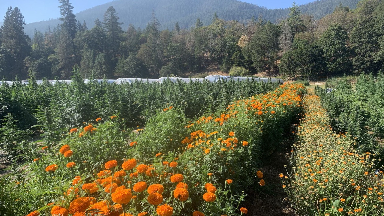 Photo of Others in Jacksonville