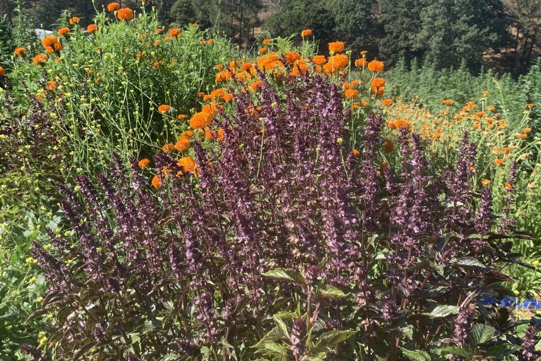 Photo of Others in Jacksonville