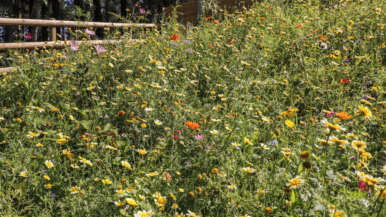 Photo of Others in Lytchett Matravers