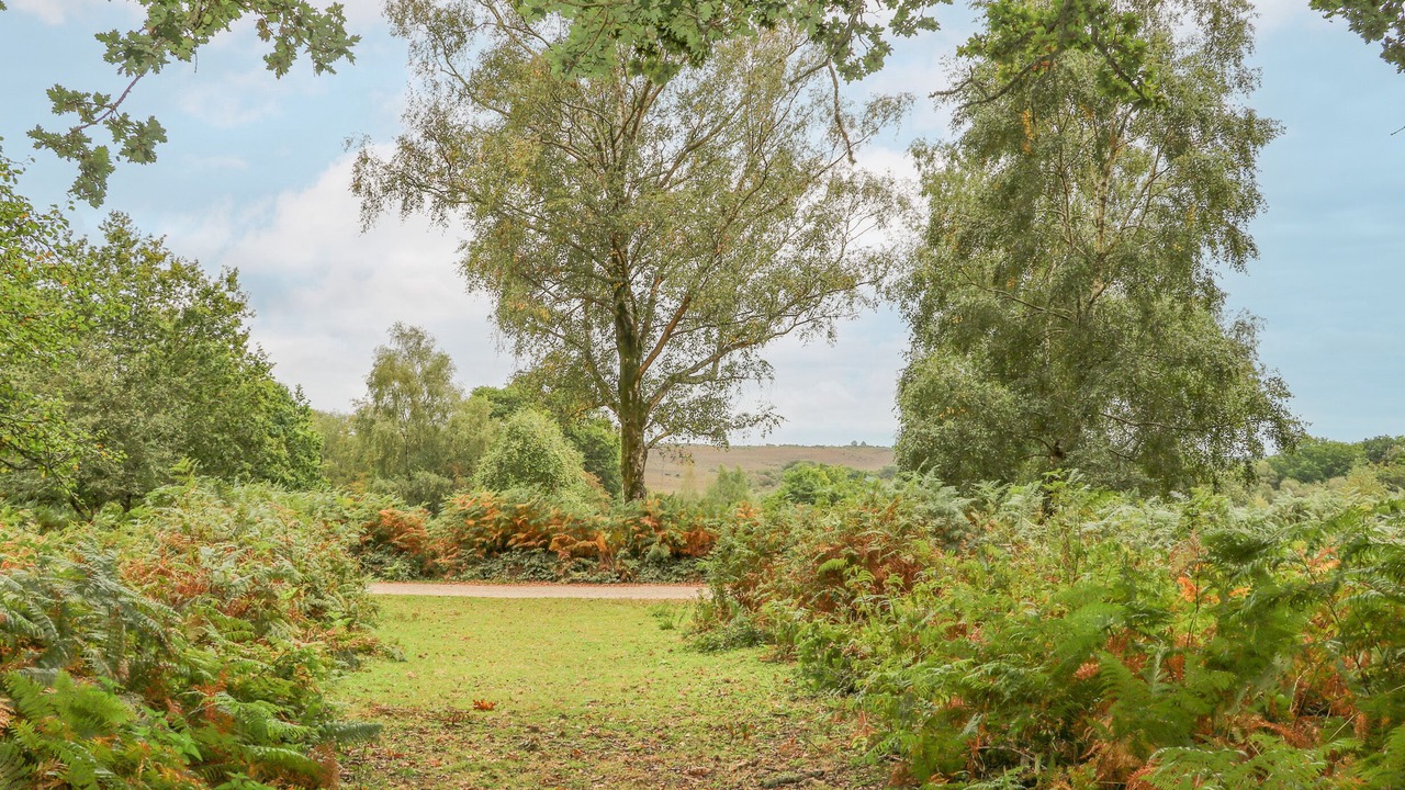 Photo of Others in New Forest District