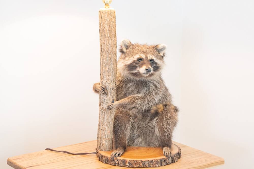 Photo of Others in Tupper Lake